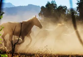 Cavalli bianchi in corsa sollevano polvere, un'immagine di pura forza e bellezza, forse la miglior razza di cavallo.