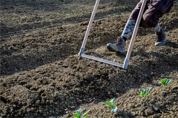 Persona che lavora il terreno con un rastrello, preparando l'orto per la semina.