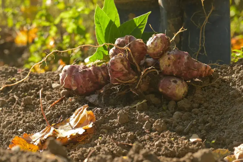 Topinambur appena raccolti, con le loro radici ancora attaccate, pronti per essere cucinati. Il momento ideale per la raccolta del topinambur è l'autunno.