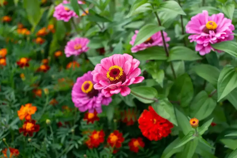 Fioritura di zinnie in estate, perfette per seminare in primavera per un giardino colorato.