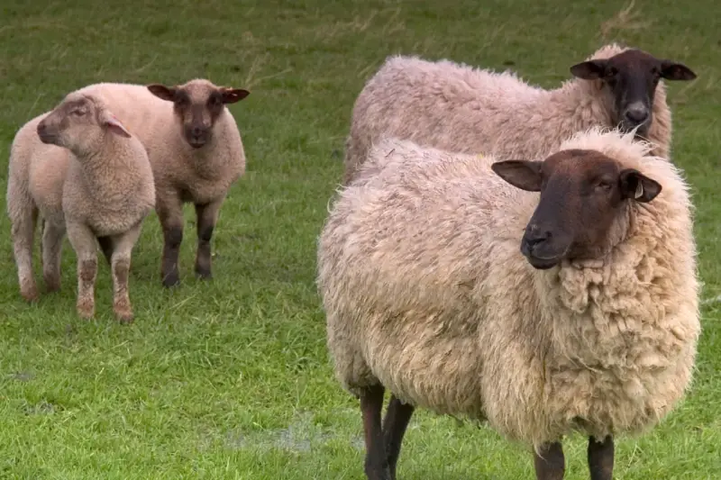 Un gruppo di pecore Ile de France pascola su un prato verde. Le loro lane sono folte e color crema, con teste scure.